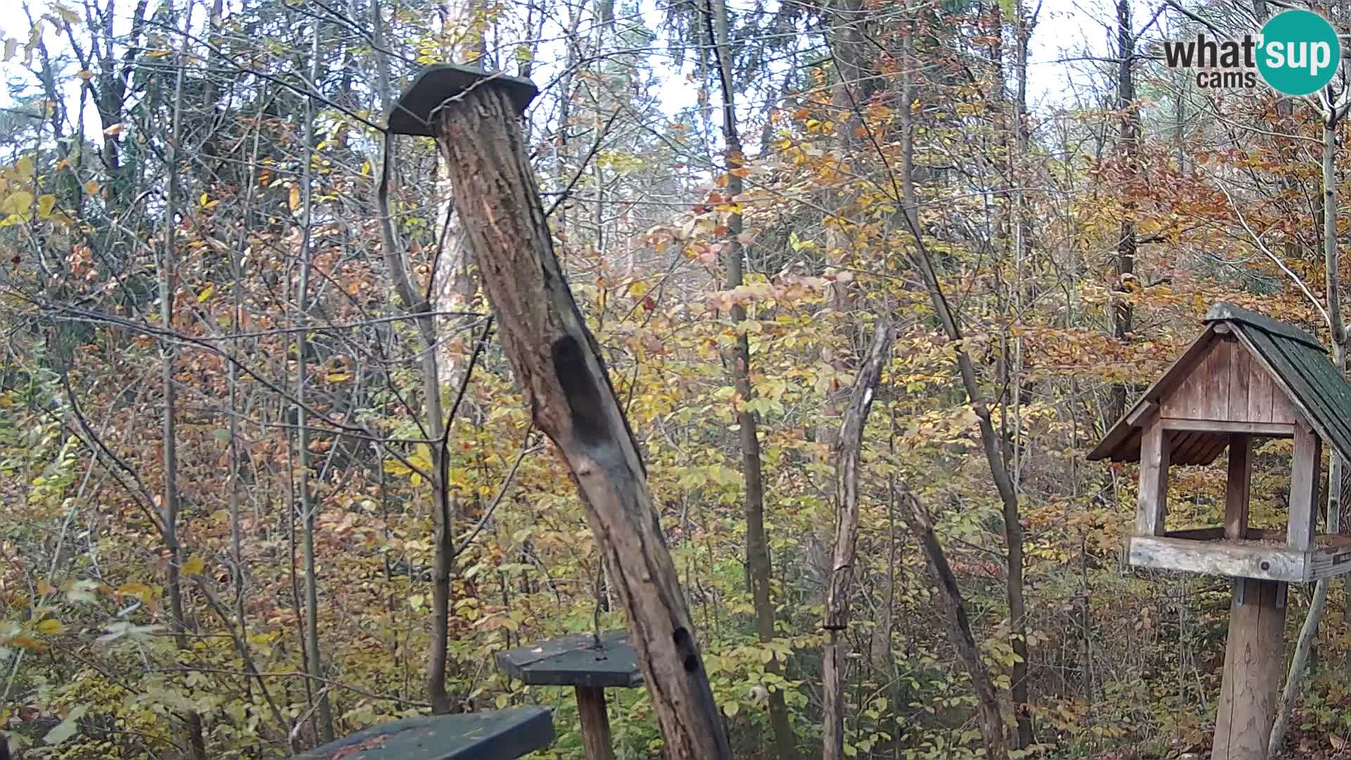 Vogelfutterhäuschen im ZOO webcam Ljubljana