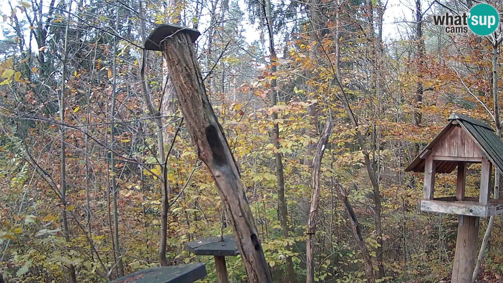 Mangiatoie per uccelli allo ZOO di Lubiana livecam