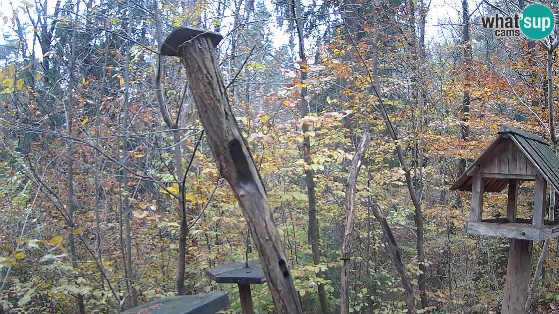 Vogelfutterhäuschen im ZOO webcam Ljubljana