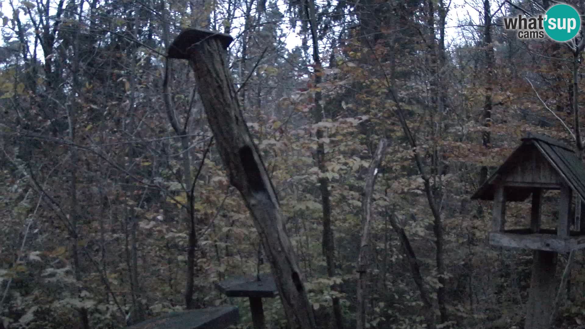 Vogelfutterhäuschen im ZOO webcam Ljubljana