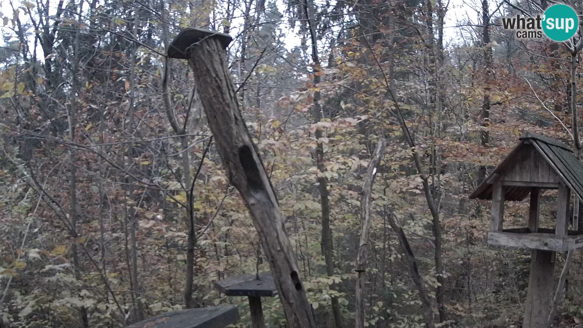 Vogelfutterhäuschen im ZOO webcam Ljubljana