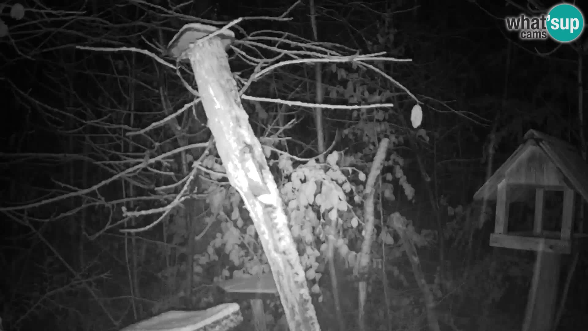 Vogelfutterhäuschen im ZOO webcam Ljubljana