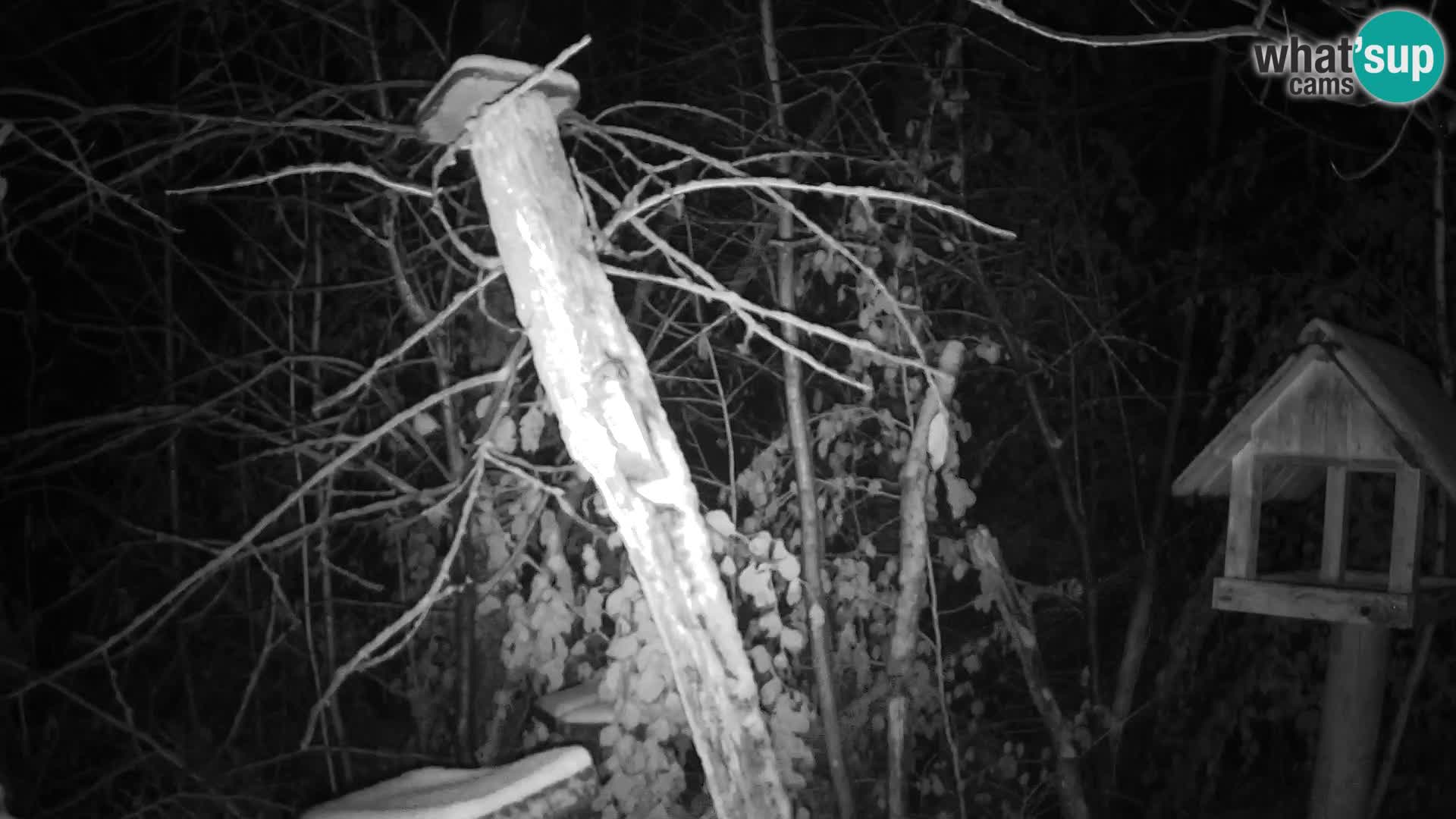 Vogelfutterhäuschen im ZOO webcam Ljubljana