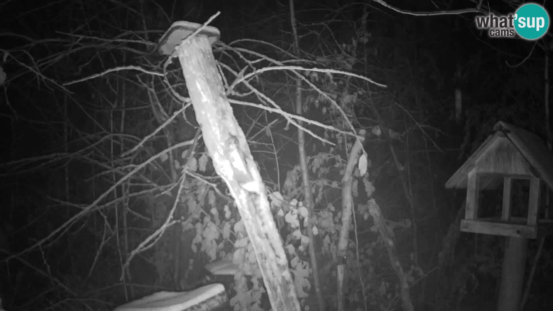 Vogelfutterhäuschen im ZOO webcam Ljubljana