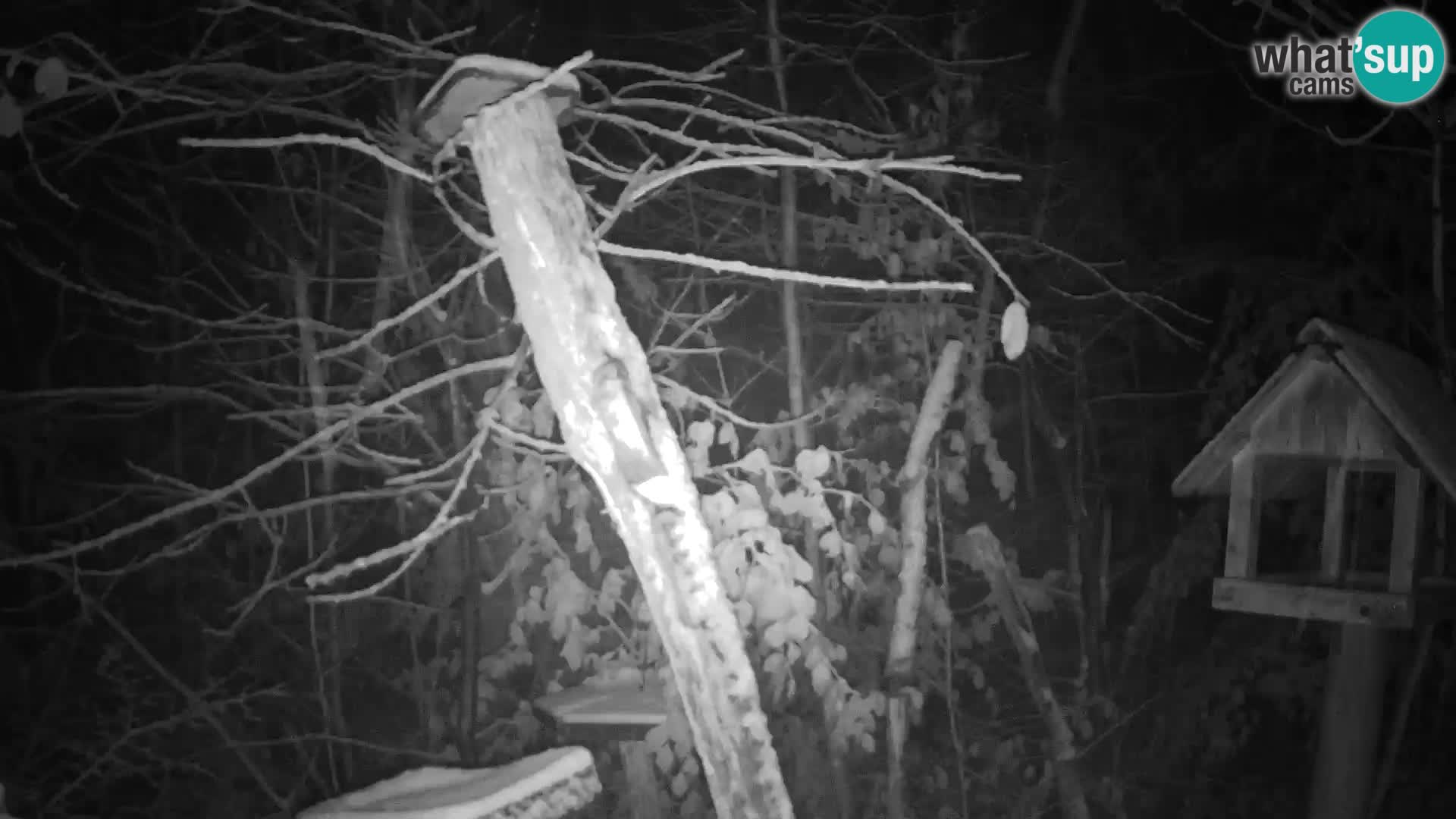 Vogelfutterhäuschen im ZOO webcam Ljubljana