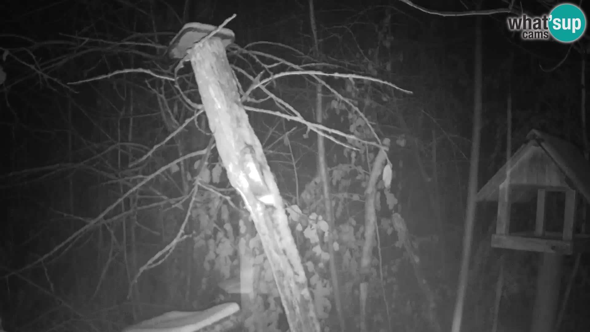 Vogelfutterhäuschen im ZOO webcam Ljubljana