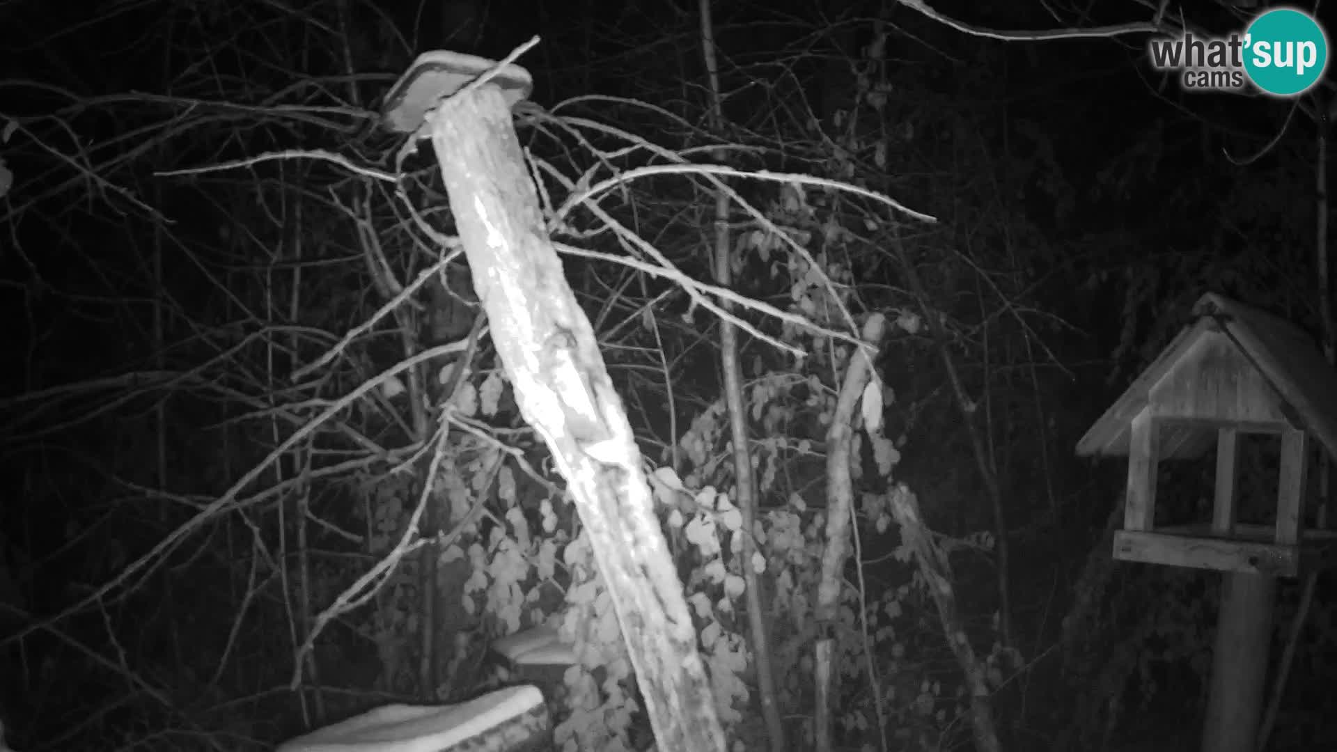 Vogelfutterhäuschen im ZOO webcam Ljubljana