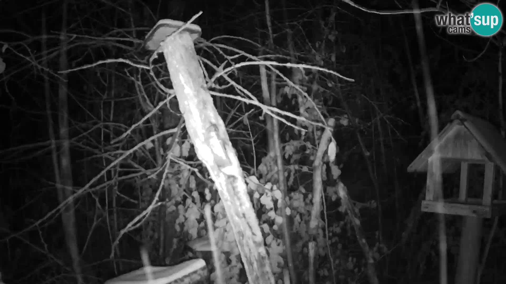 Comederos para pájaros en ZOO Ljubljana camera en vivo