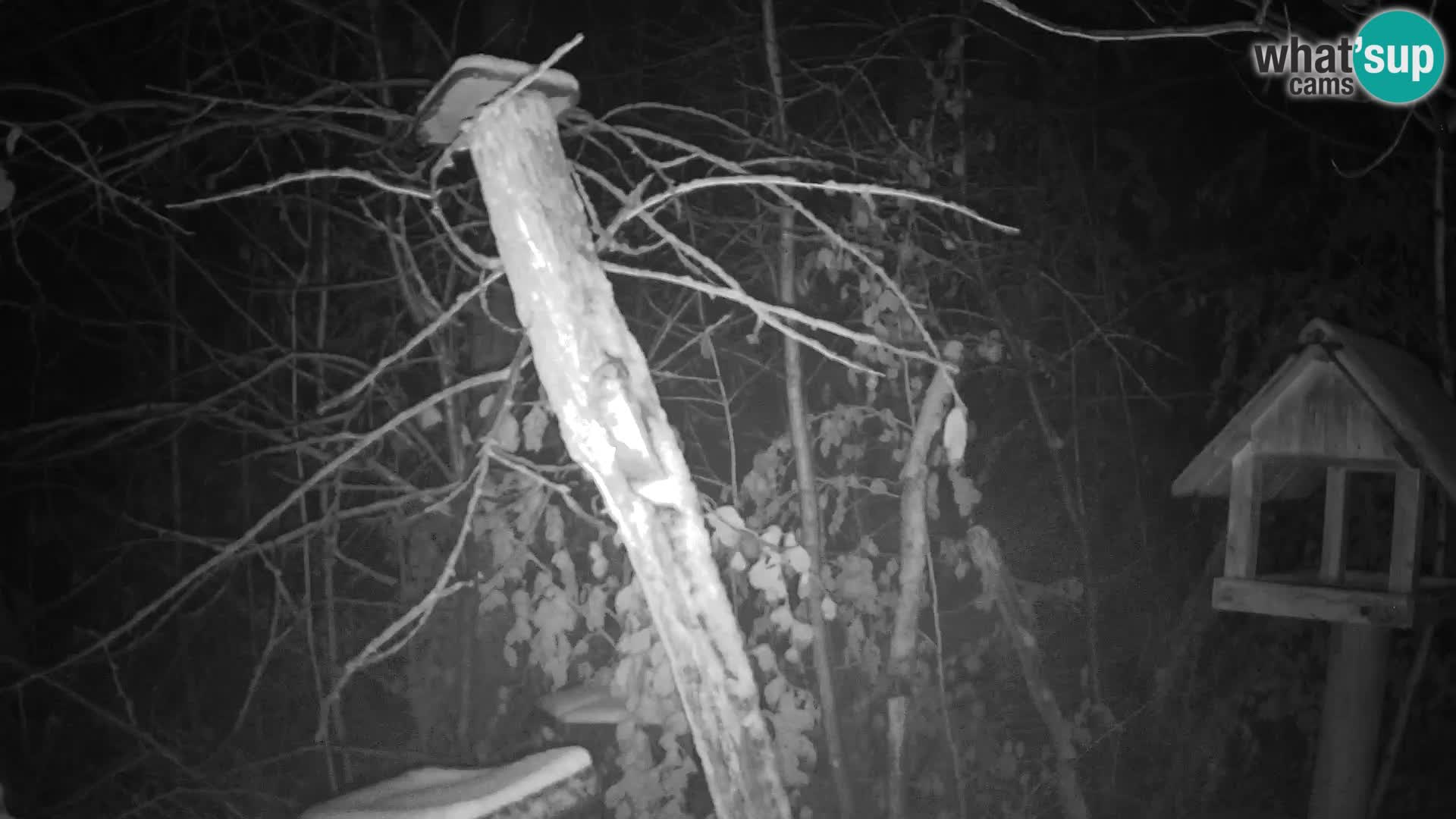 Vogelfutterhäuschen im ZOO webcam Ljubljana