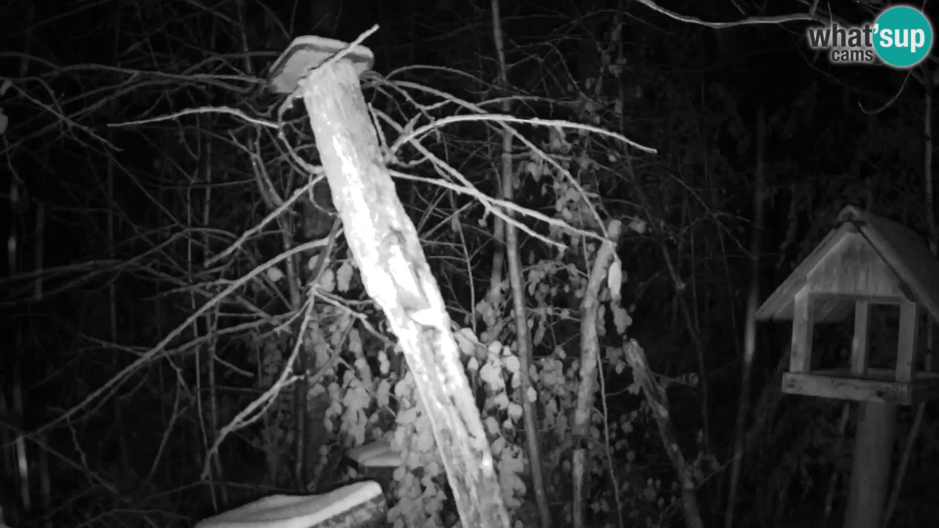 Comederos para pájaros en ZOO Ljubljana camera en vivo