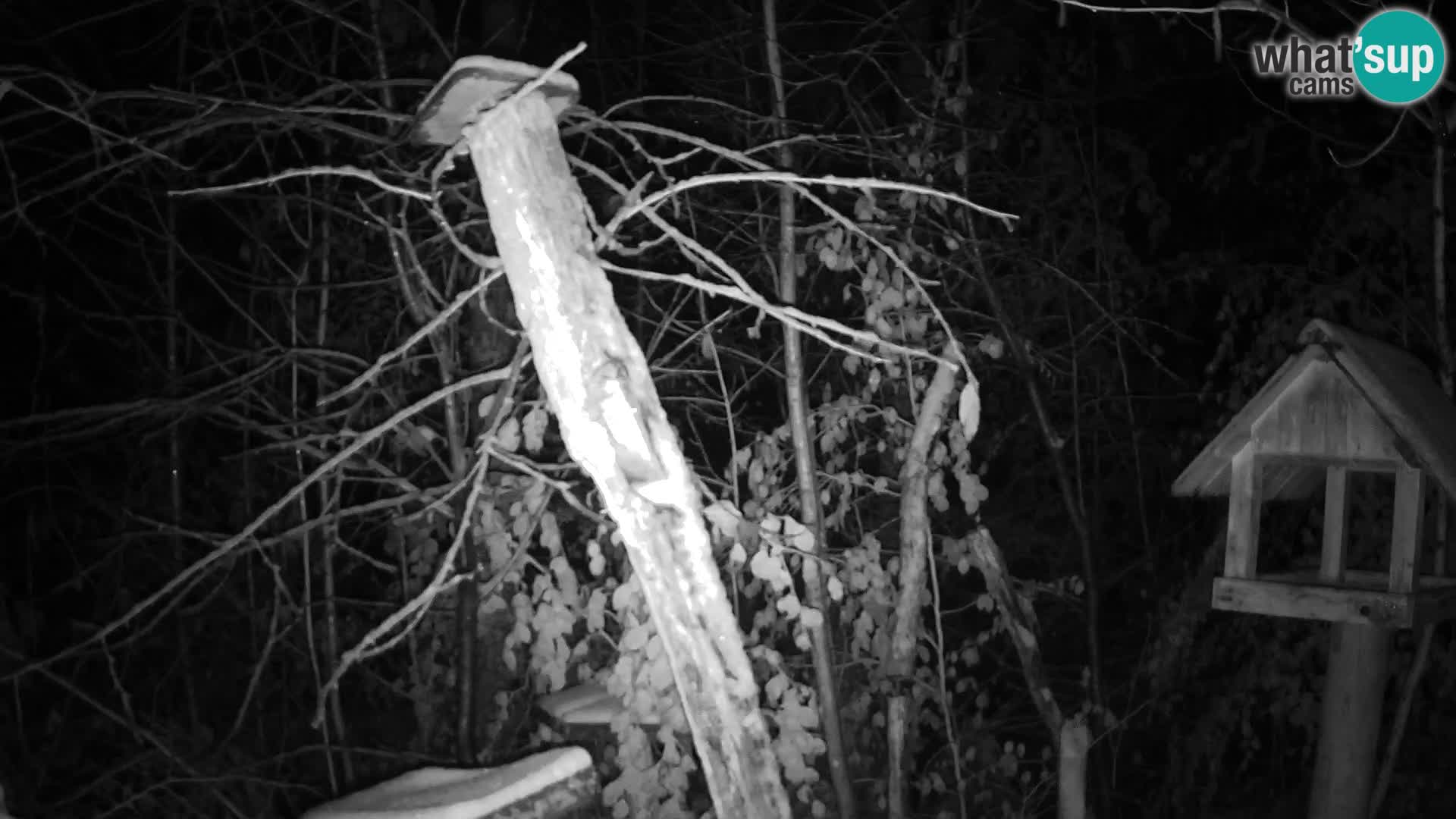 Vogelfutterhäuschen im ZOO webcam Ljubljana