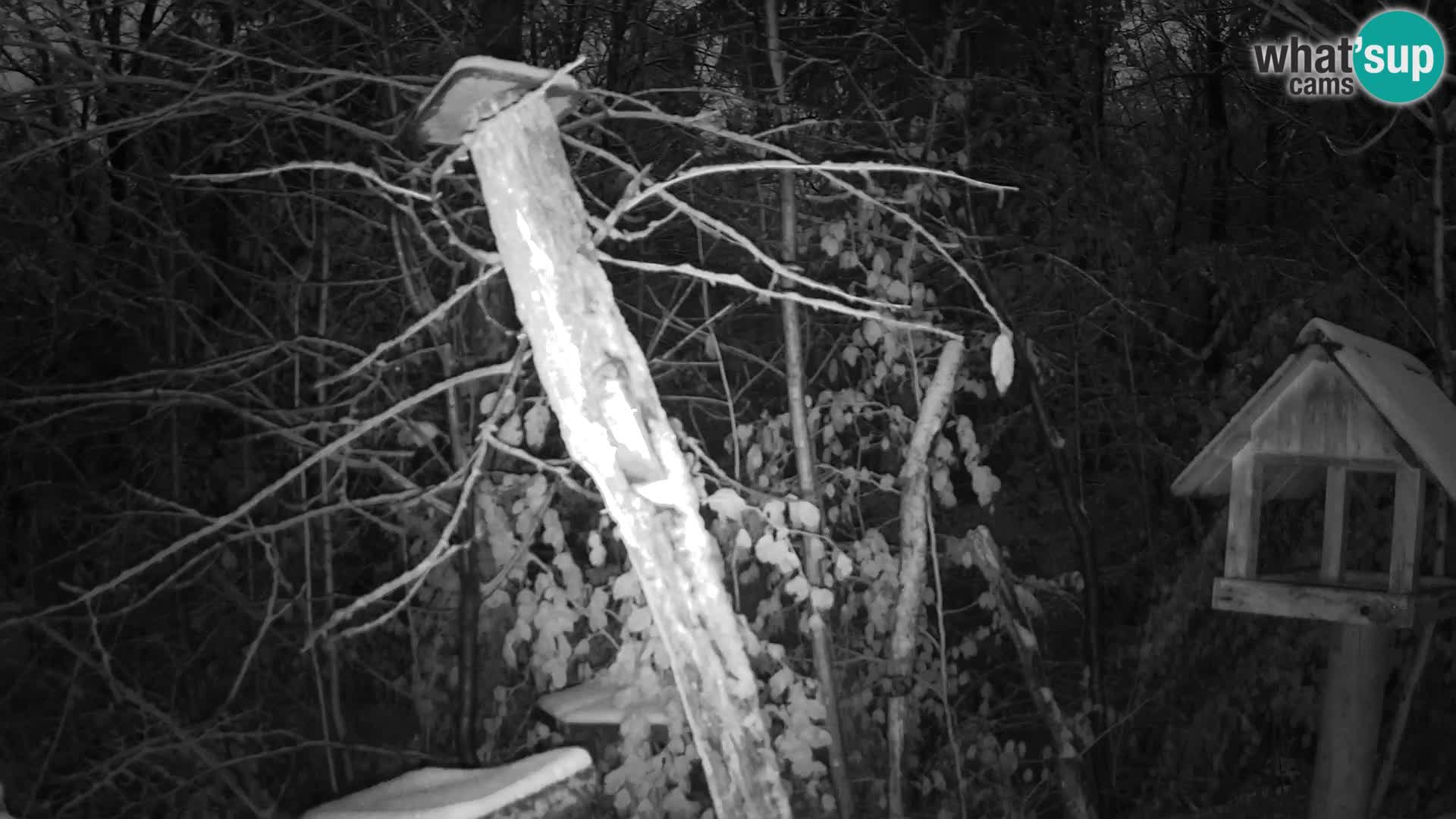 Comederos para pájaros en ZOO Ljubljana camera en vivo