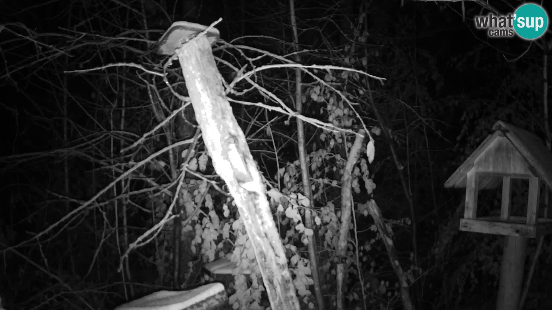 Comederos para pájaros en ZOO Ljubljana camera en vivo