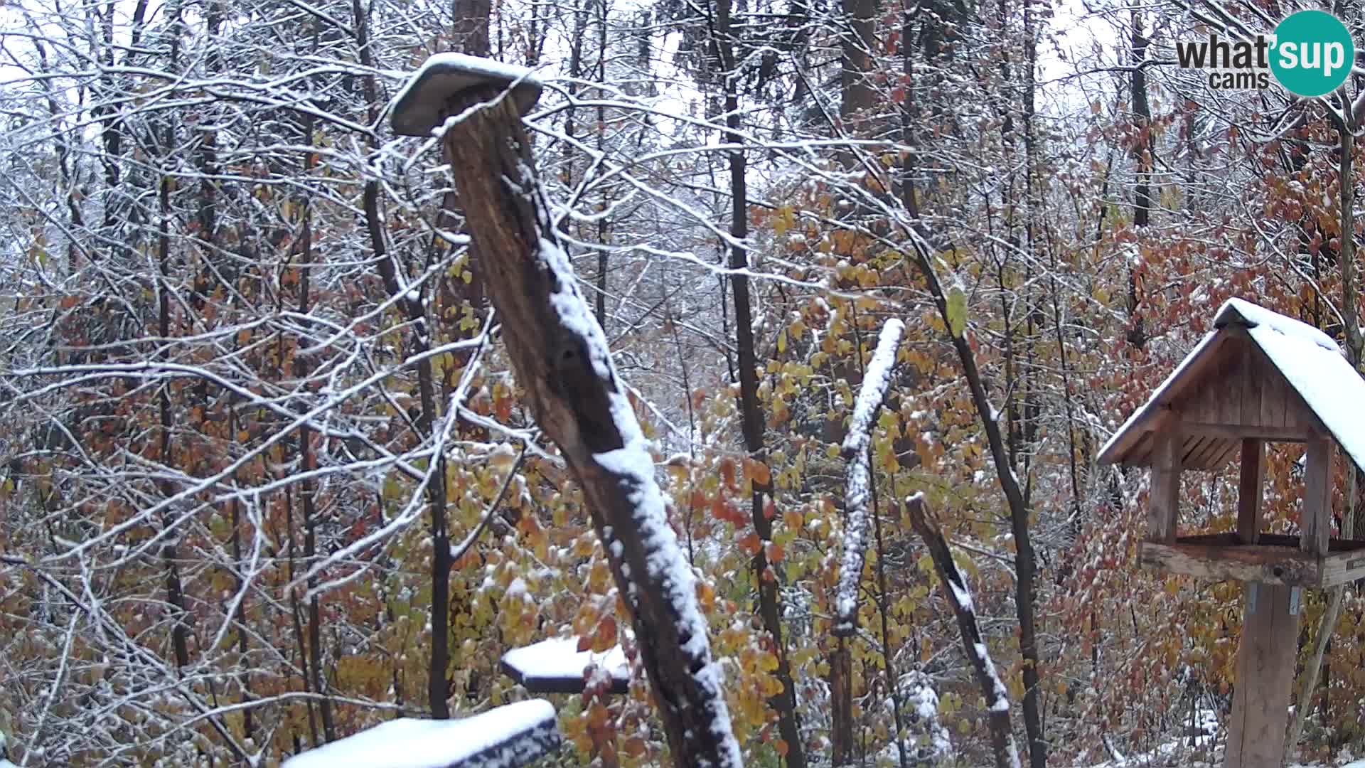 Comederos para pájaros en ZOO Ljubljana camera en vivo