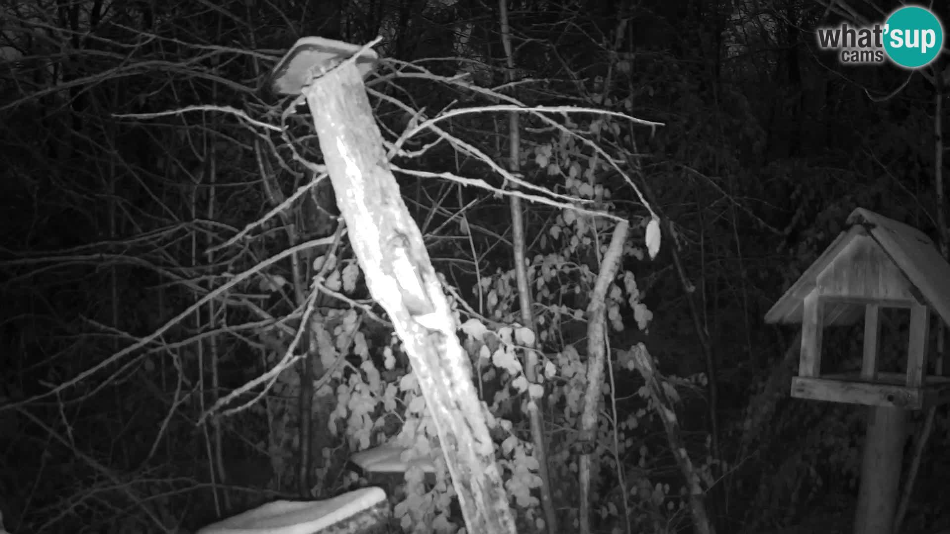 Comederos para pájaros en ZOO Ljubljana camera en vivo