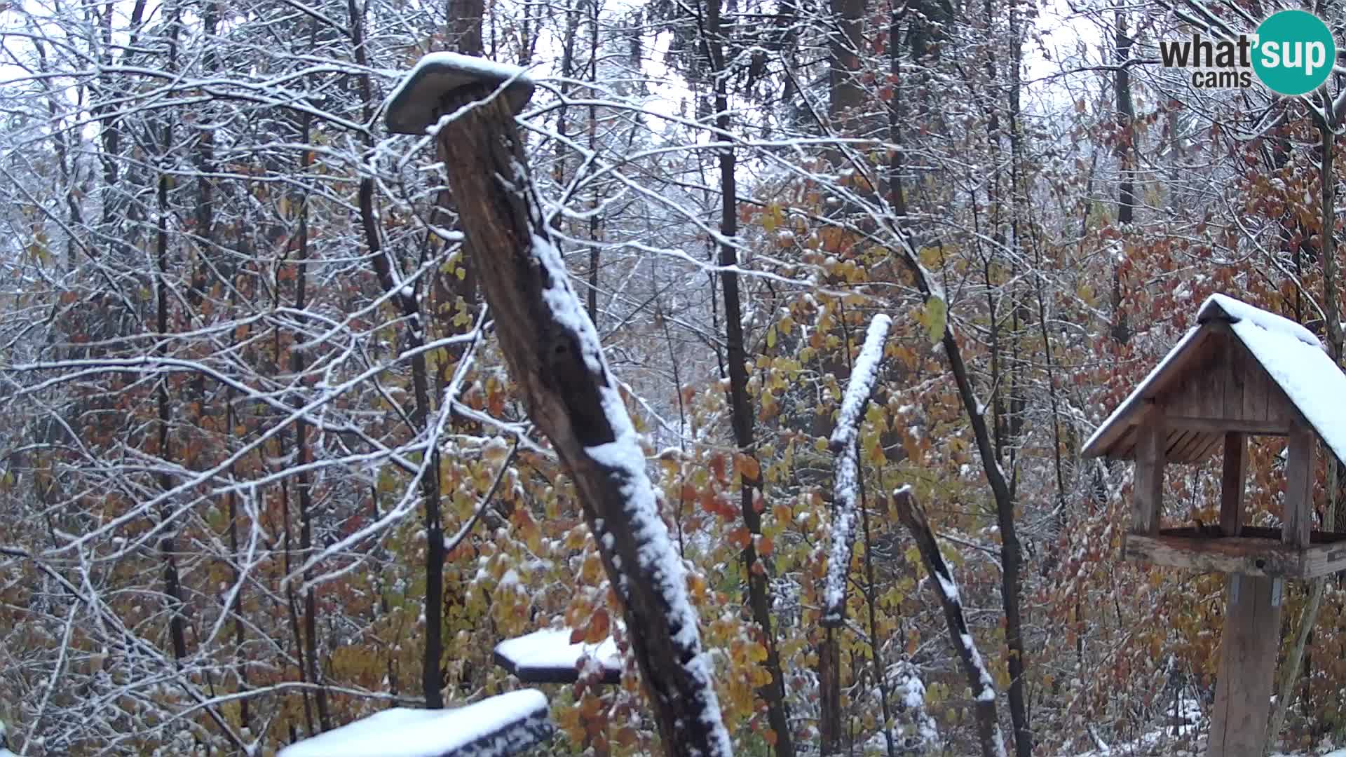 Mangiatoie per uccelli allo ZOO di Lubiana livecam