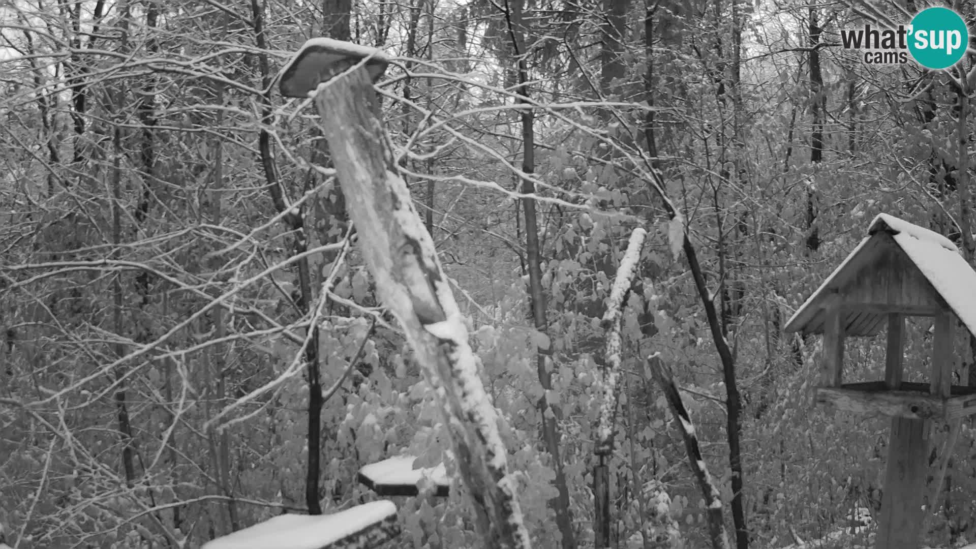 Vogelfutterhäuschen im ZOO webcam Ljubljana