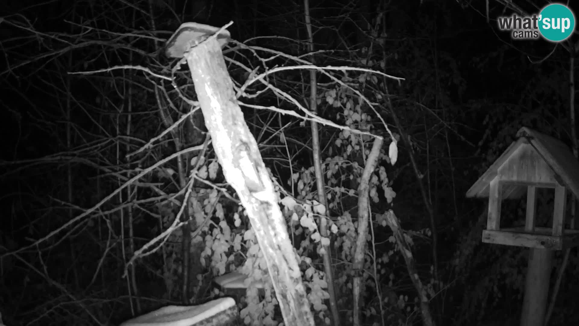 Vogelfutterhäuschen im ZOO webcam Ljubljana