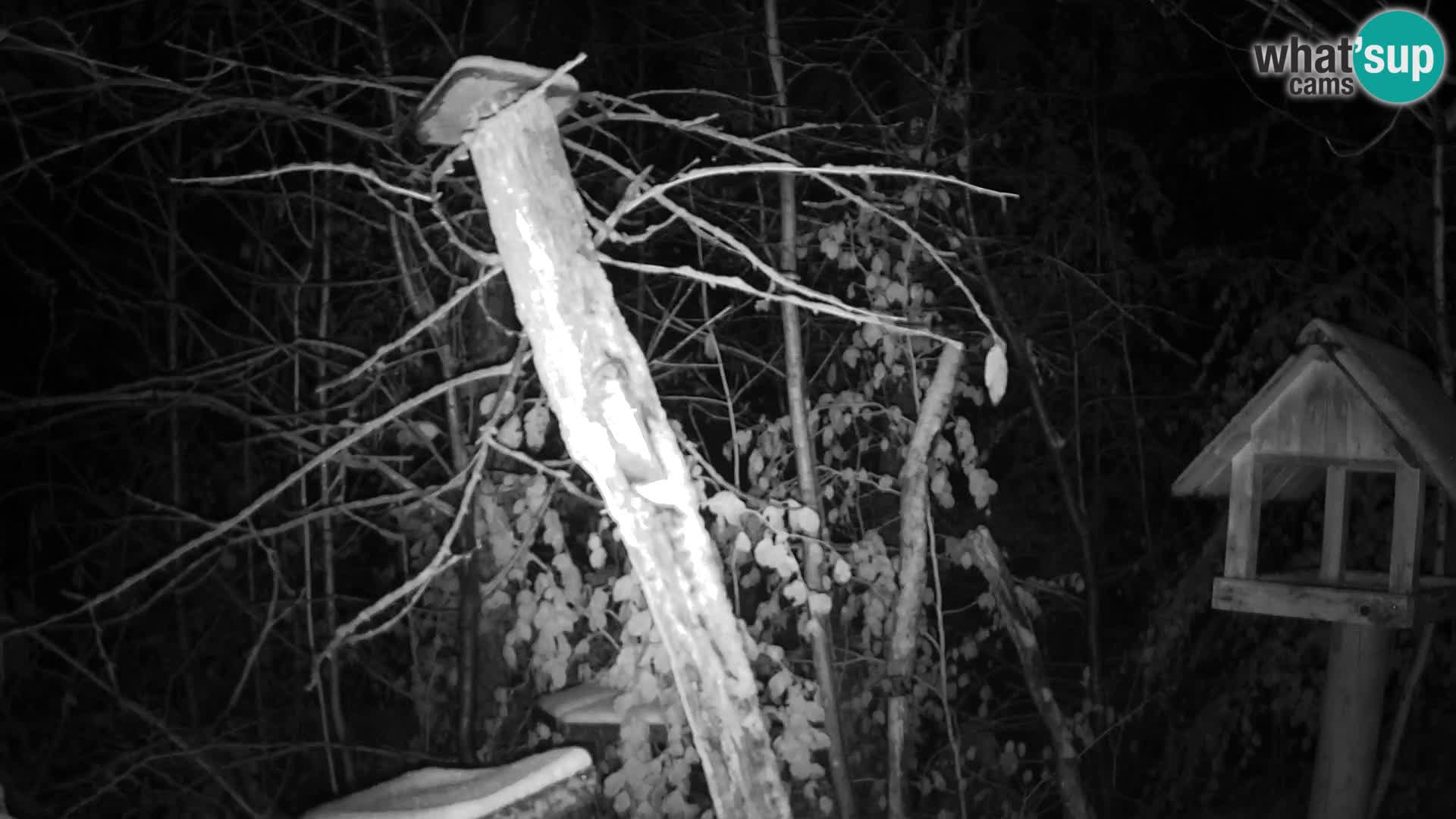 Vogelfutterhäuschen im ZOO webcam Ljubljana