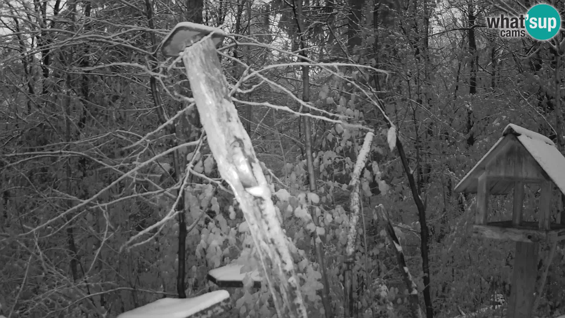 Vogelfutterhäuschen im ZOO webcam Ljubljana