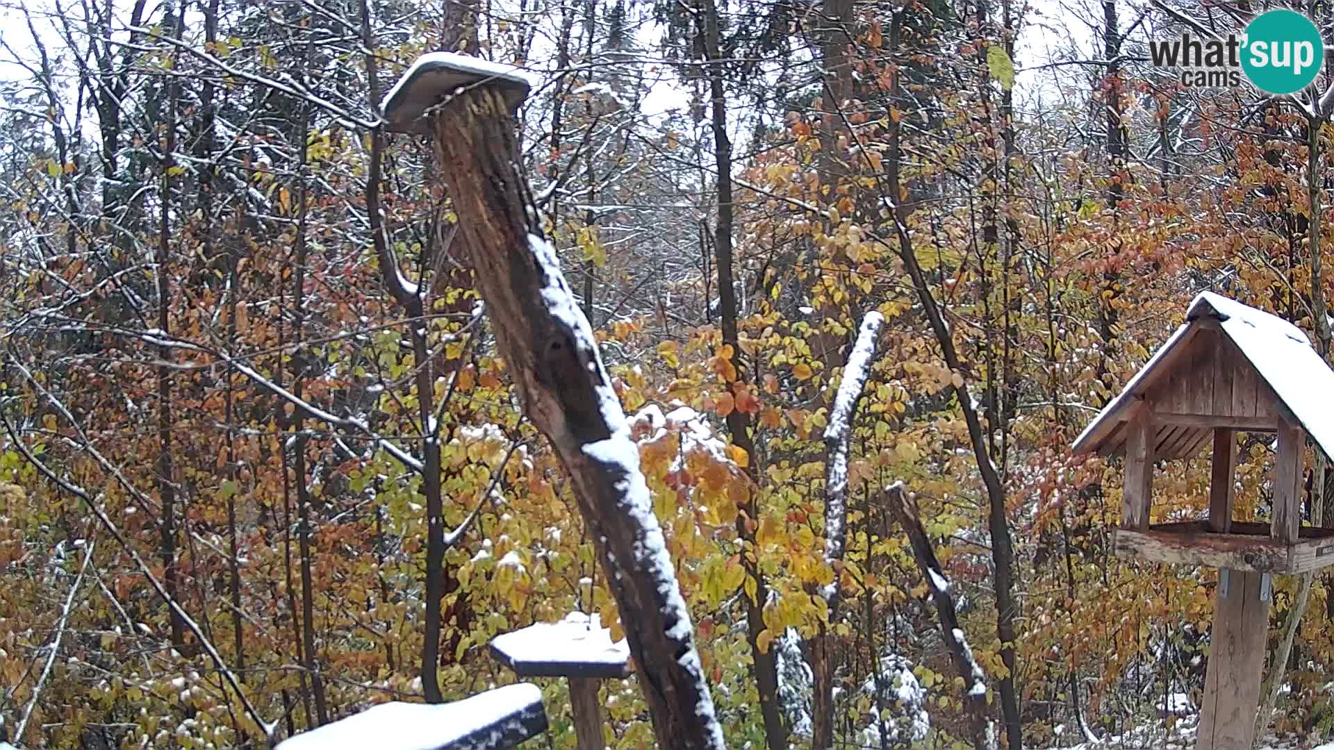 Vogelfutterhäuschen im ZOO webcam Ljubljana