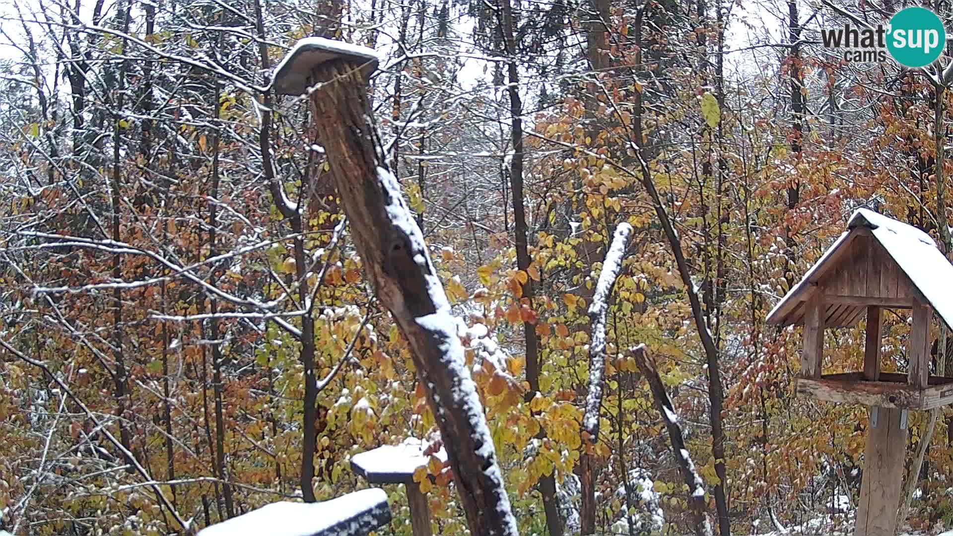 Vogelfutterhäuschen im ZOO webcam Ljubljana