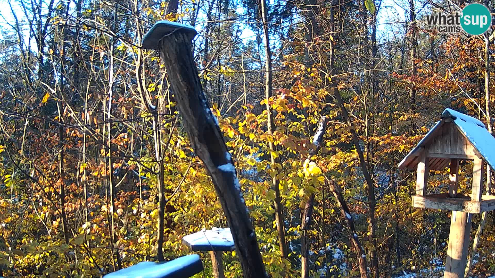 Comederos para pájaros en ZOO Ljubljana camera en vivo