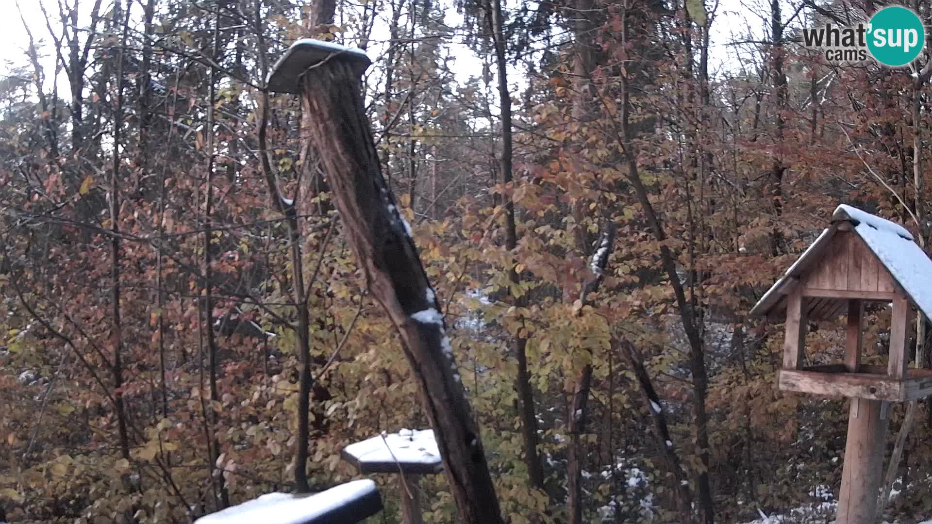 Vogelfutterhäuschen im ZOO webcam Ljubljana