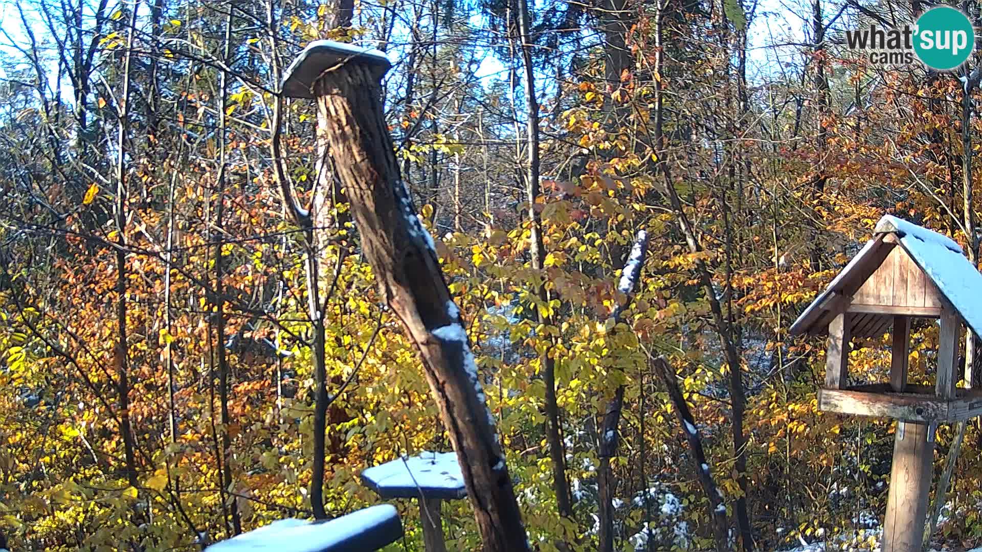 Vogelfutterhäuschen im ZOO webcam Ljubljana