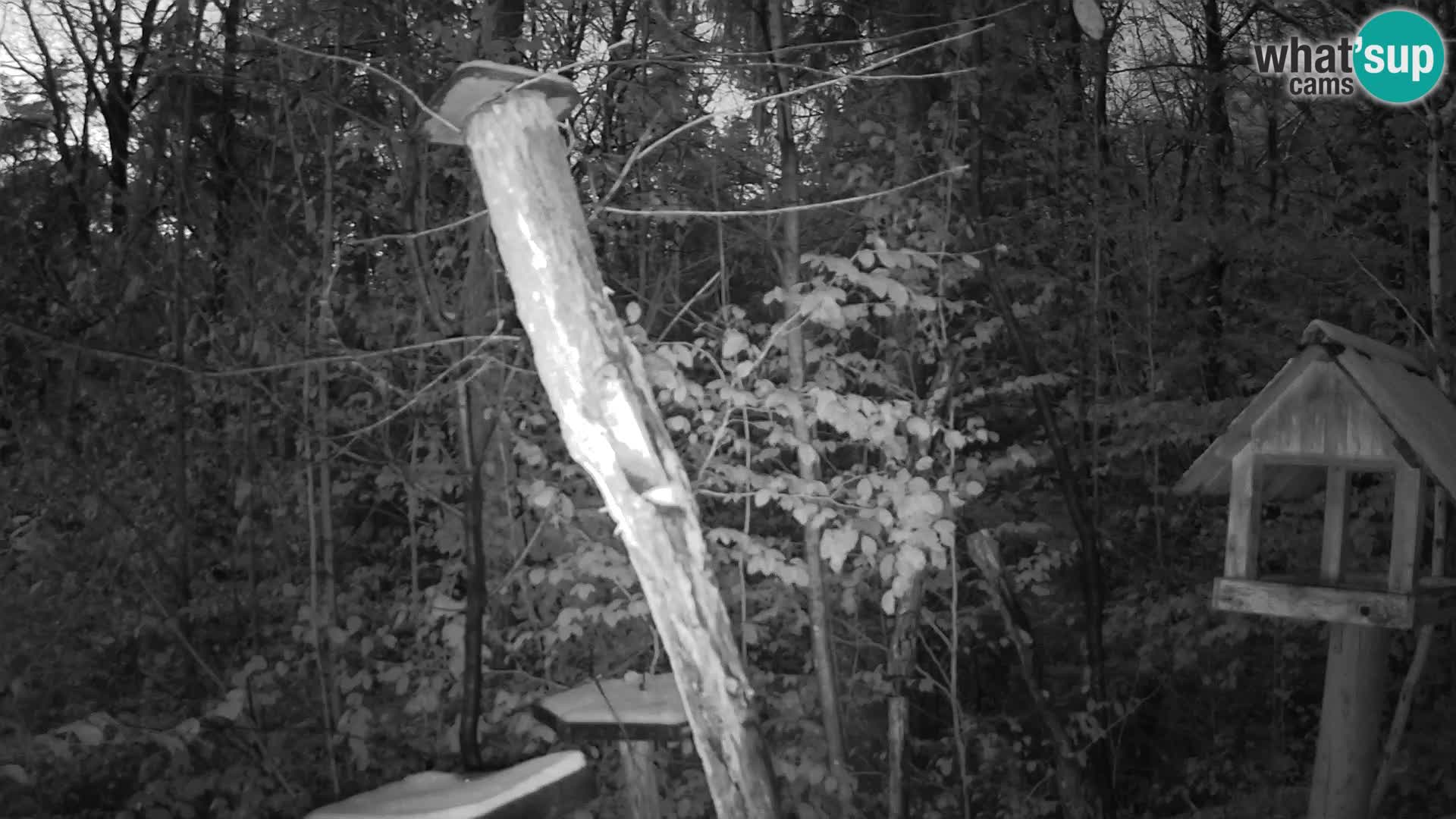 Vogelfutterhäuschen im ZOO webcam Ljubljana