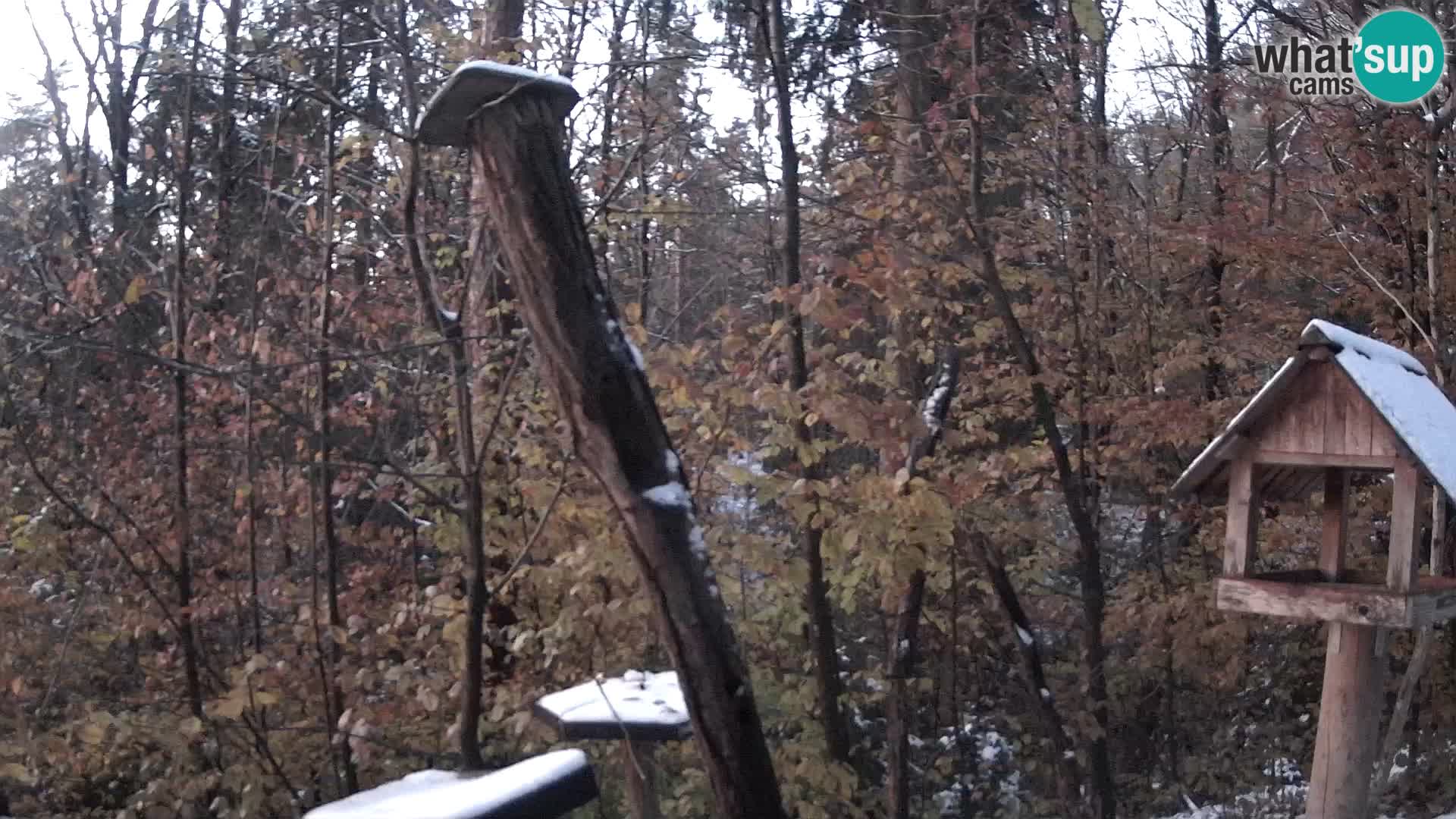 Comederos para pájaros en ZOO Ljubljana camera en vivo