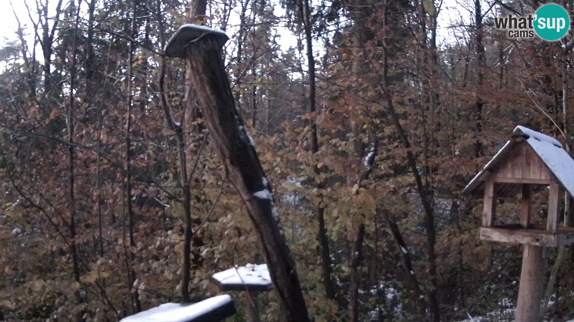 Comederos para pájaros en ZOO Ljubljana camera en vivo