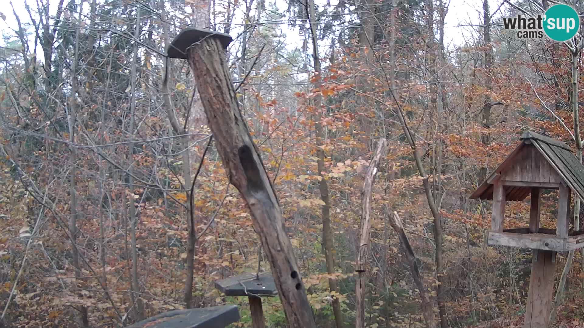 Vogelfutterhäuschen im ZOO webcam Ljubljana