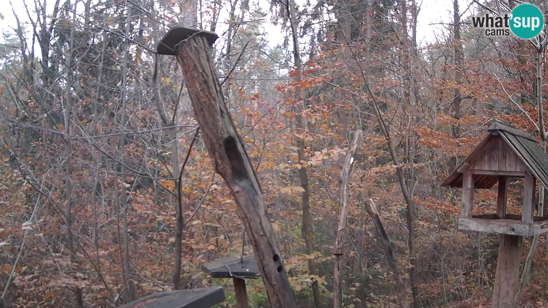 Comederos para pájaros en ZOO Ljubljana camera en vivo