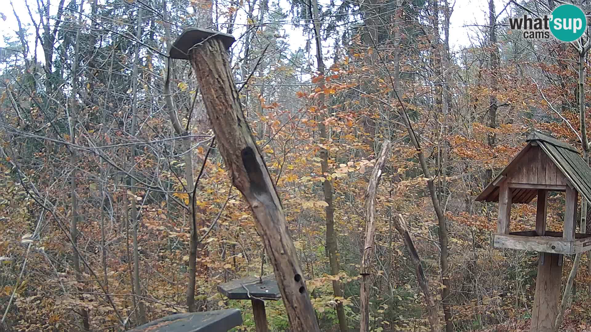 Krmilnice za ptiče v ZOO Ljubljana spletna kamera