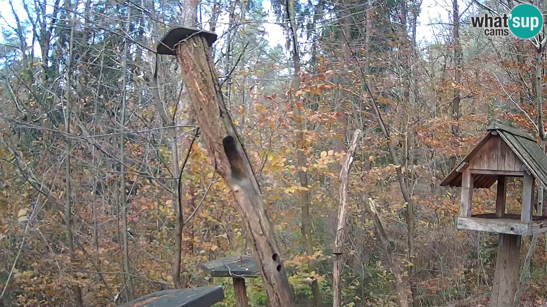 Comederos para pájaros en ZOO Ljubljana camera en vivo