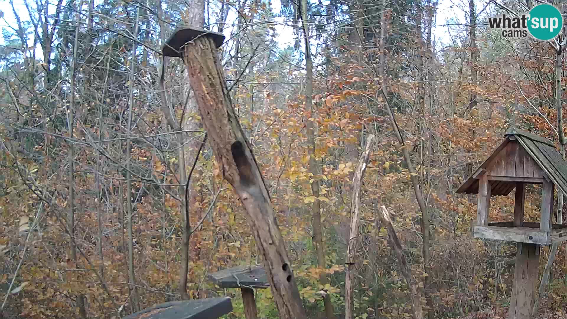 Mangiatoie per uccelli allo ZOO di Lubiana livecam