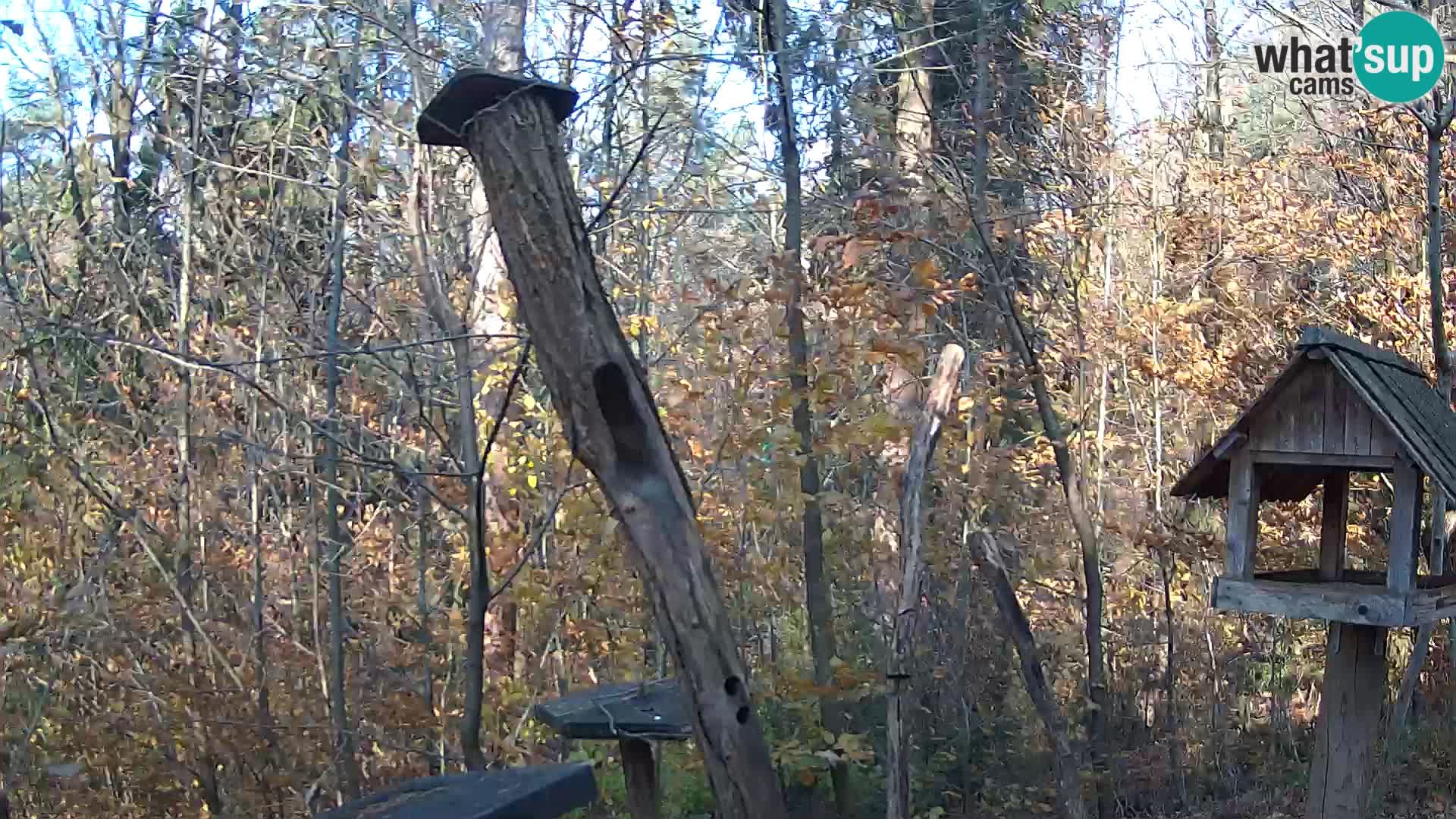 Vogelfutterhäuschen im ZOO webcam Ljubljana