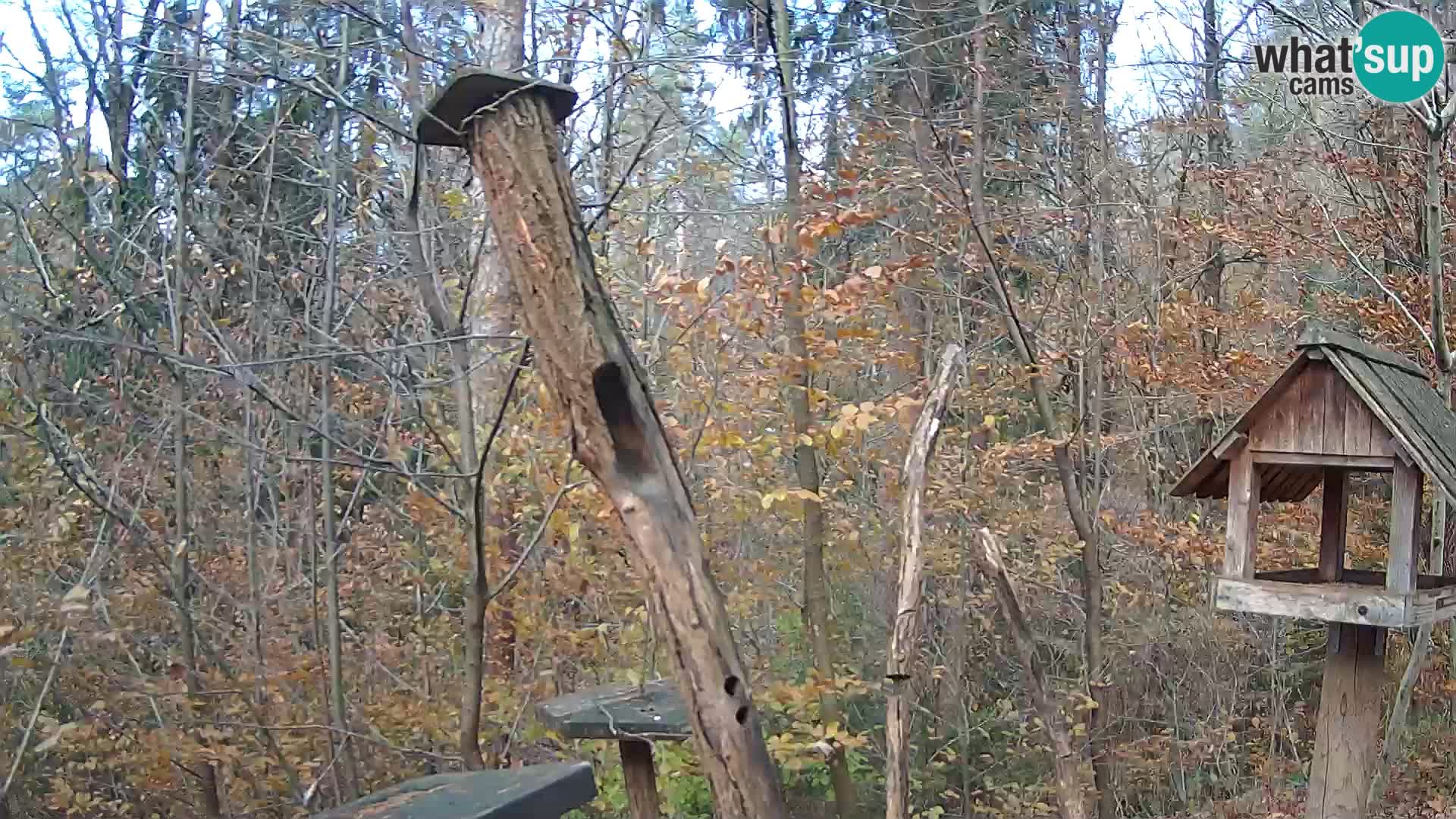 Vogelfutterhäuschen im ZOO webcam Ljubljana