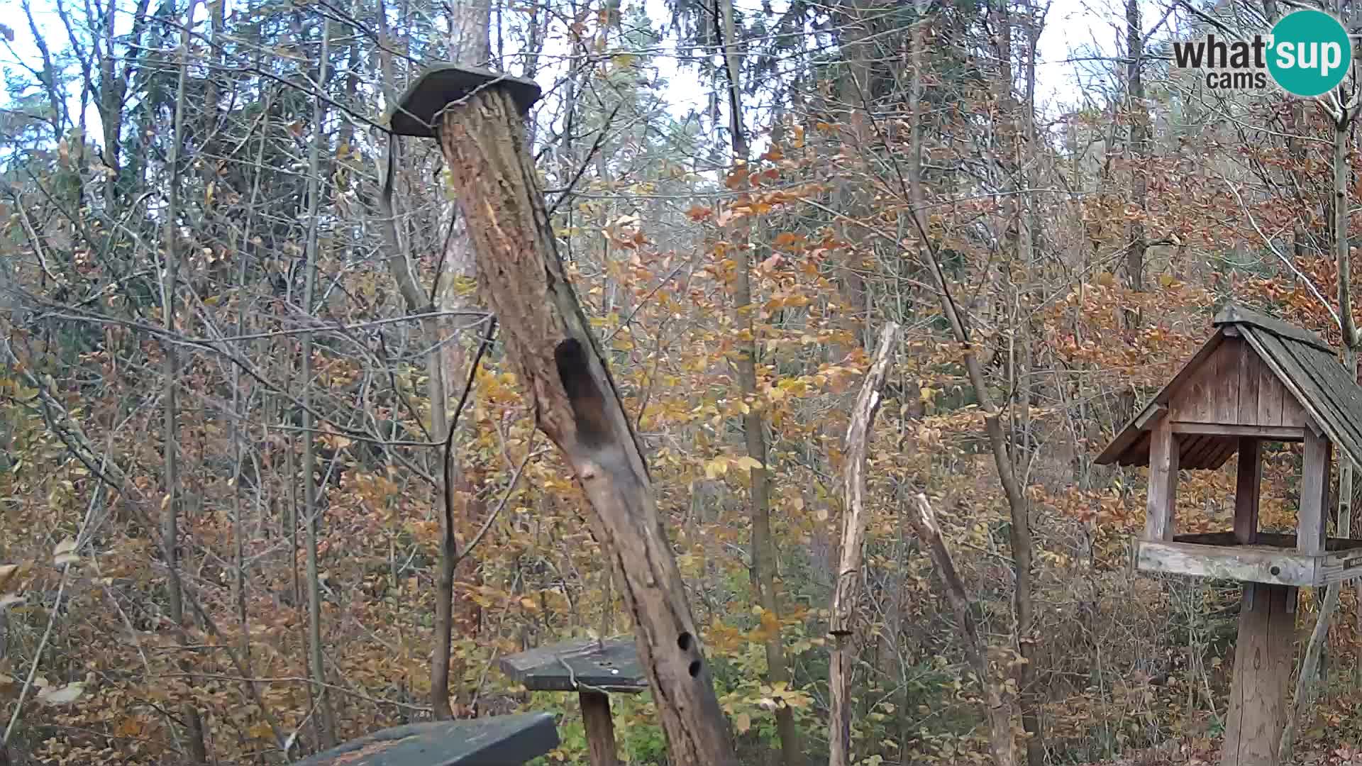 Comederos para pájaros en ZOO Ljubljana camera en vivo