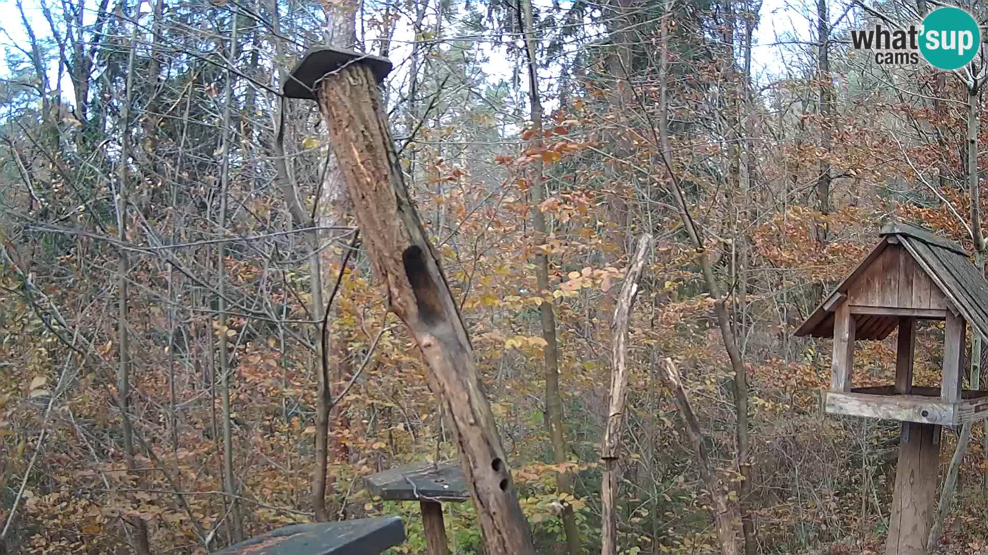 Krmilnice za ptiče v ZOO Ljubljana spletna kamera