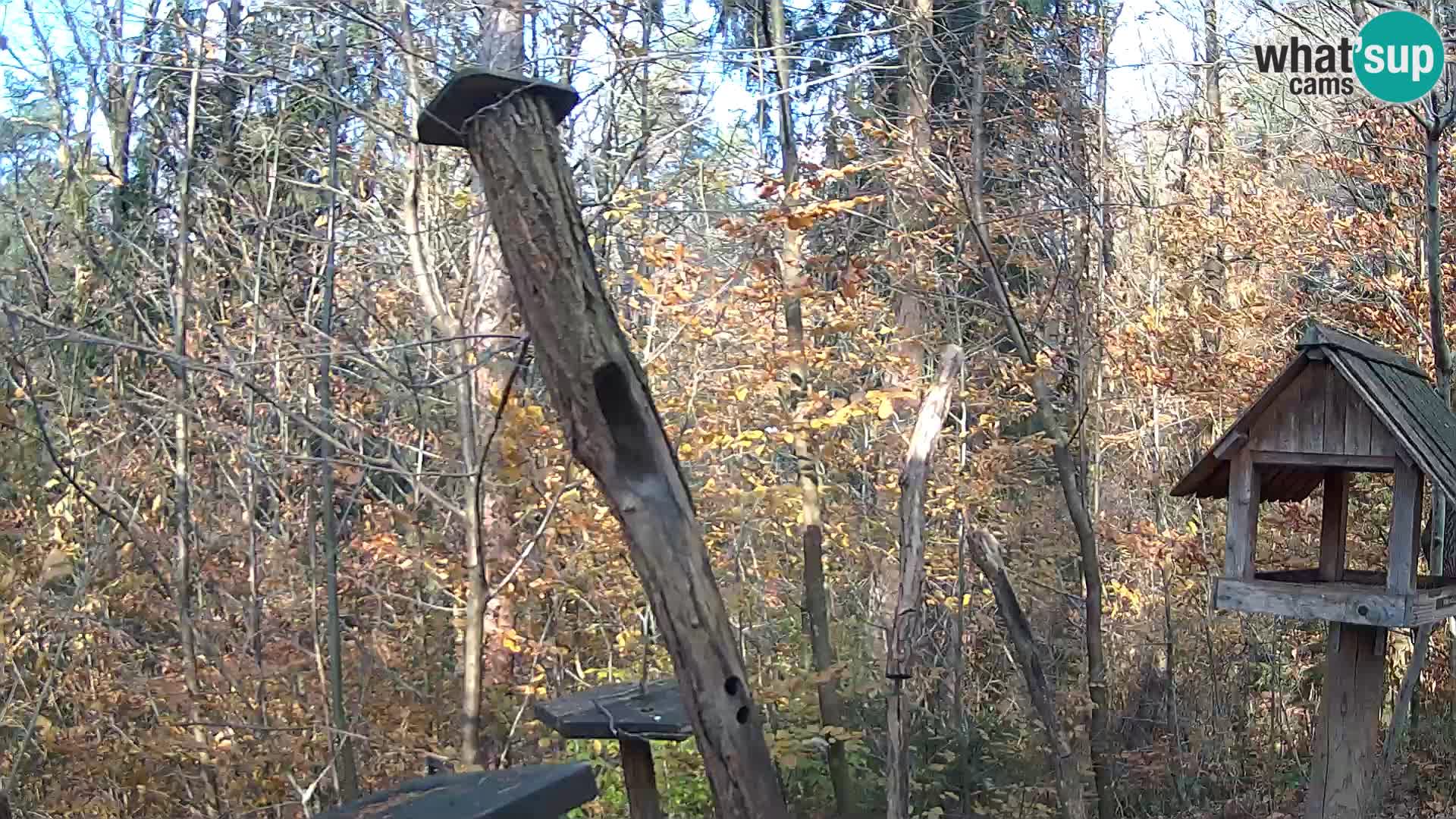 Mangiatoie per uccelli allo ZOO di Lubiana livecam