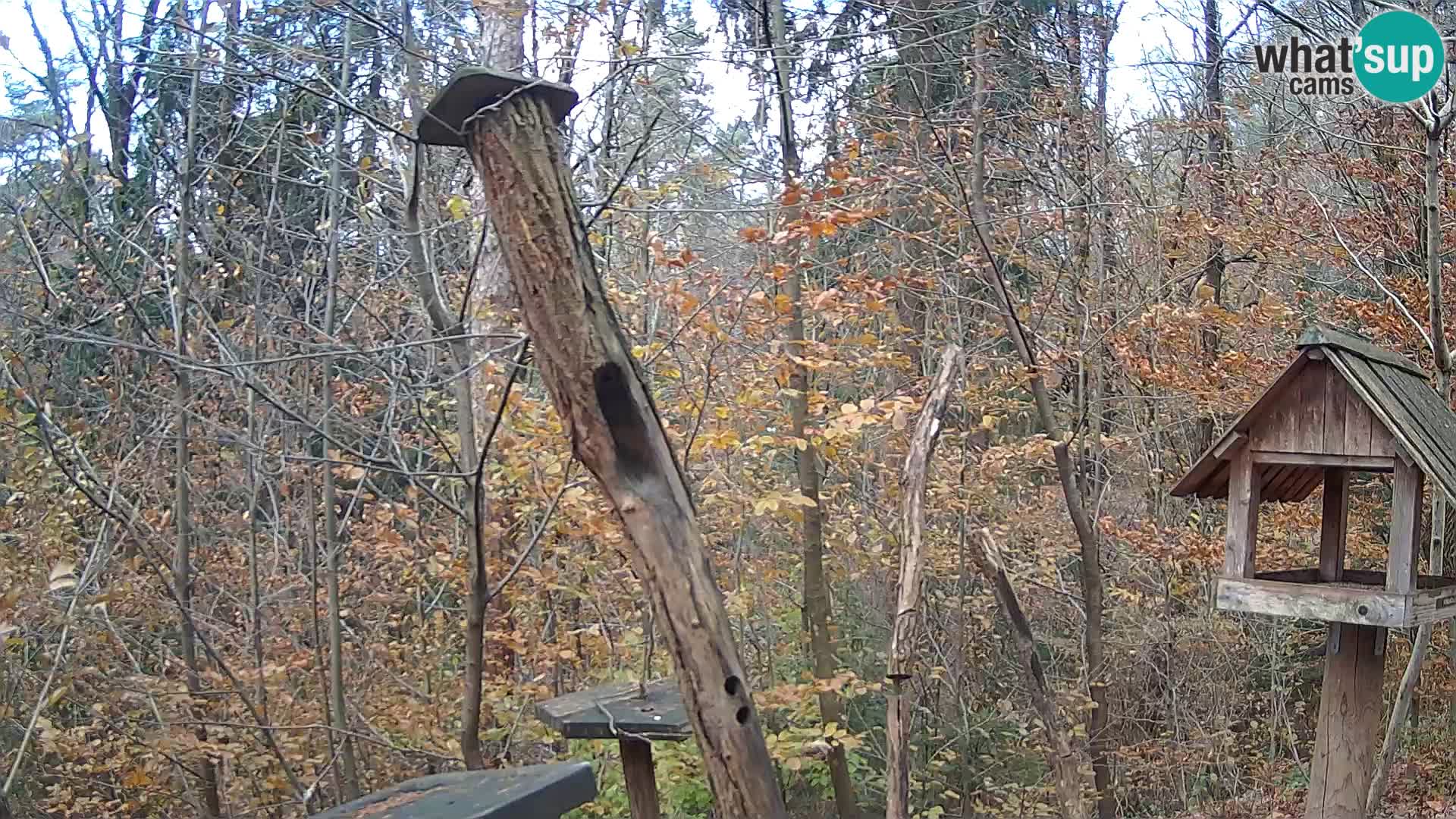 Vogelfutterhäuschen im ZOO webcam Ljubljana