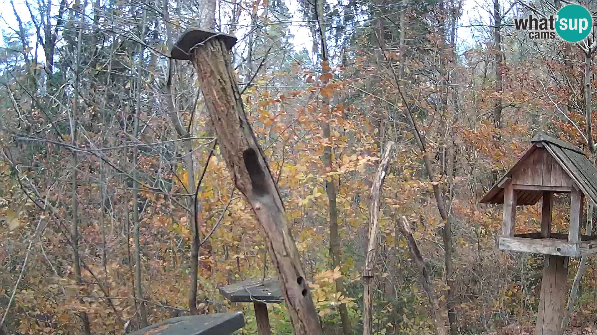 Vogelfutterhäuschen im ZOO webcam Ljubljana