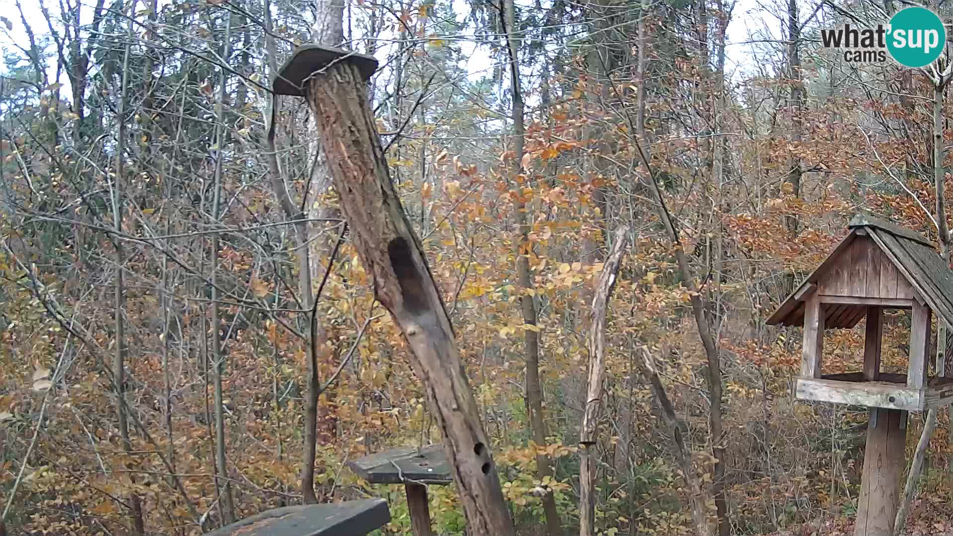 Vogelfutterhäuschen im ZOO webcam Ljubljana