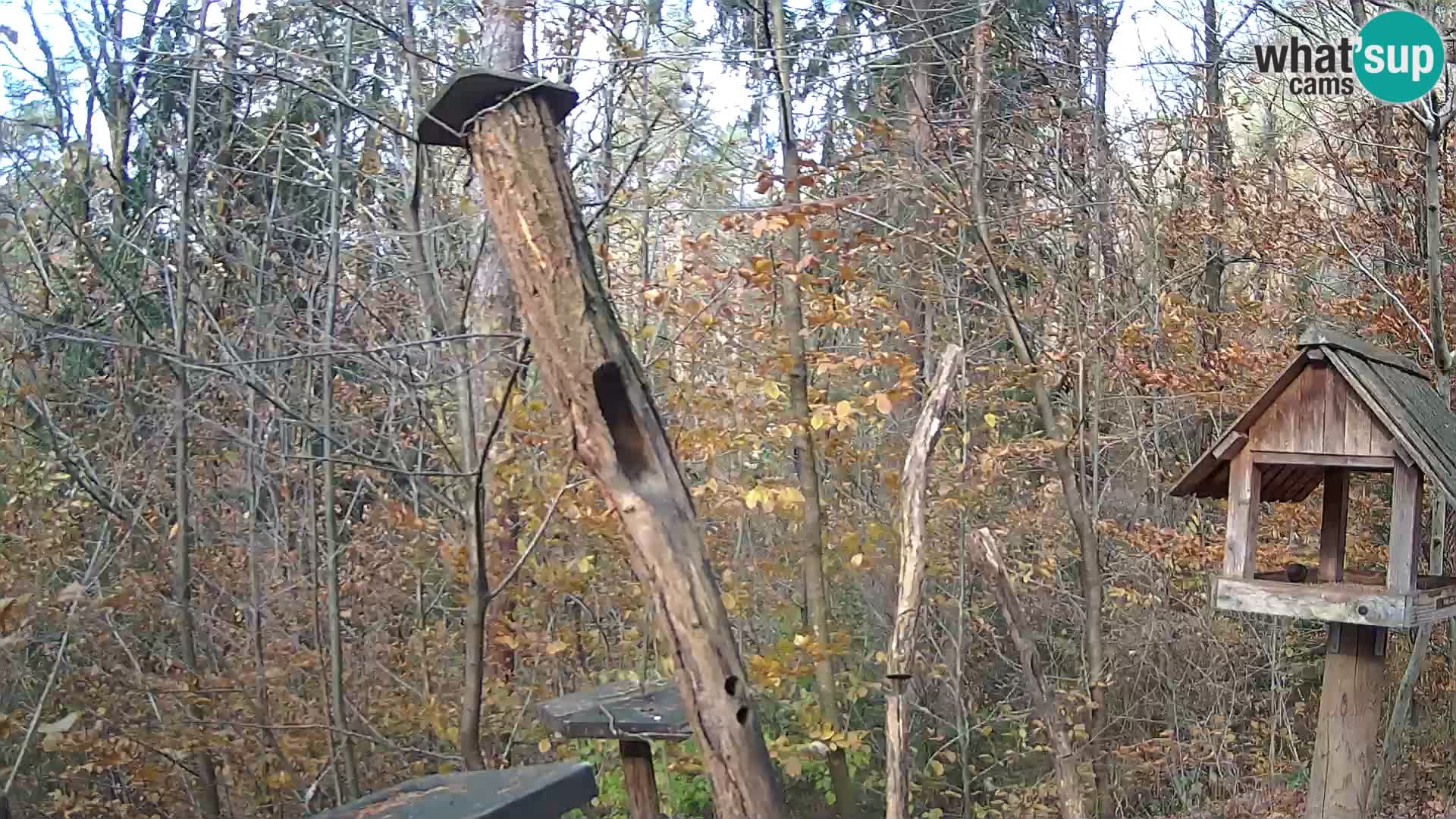 Krmilnice za ptiče v ZOO Ljubljana spletna kamera