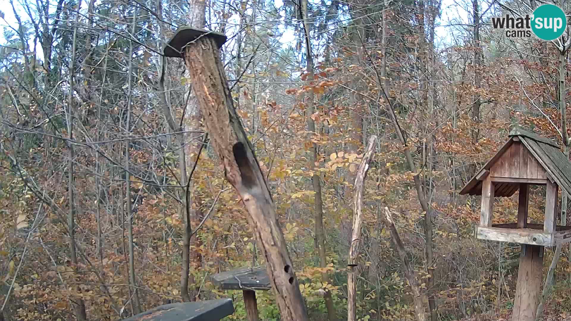 Krmilnice za ptiče v ZOO Ljubljana spletna kamera