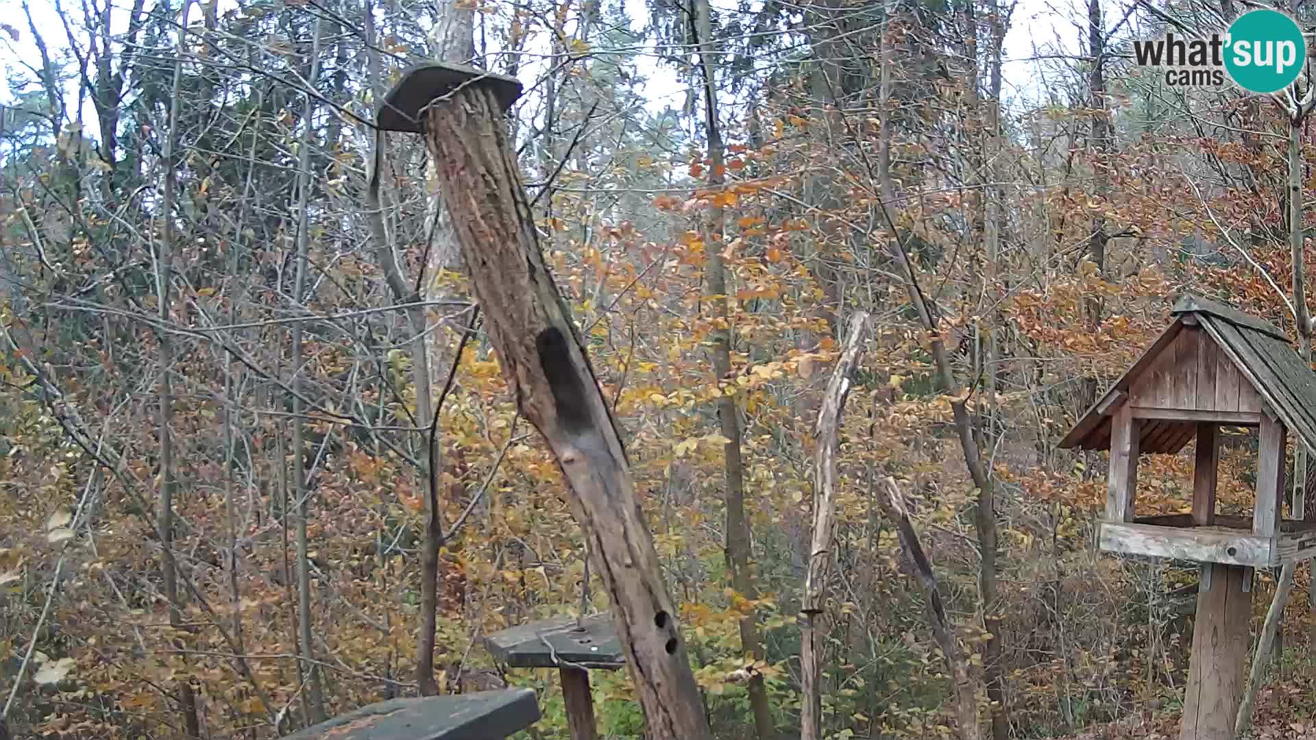 Mangiatoie per uccelli allo ZOO di Lubiana livecam