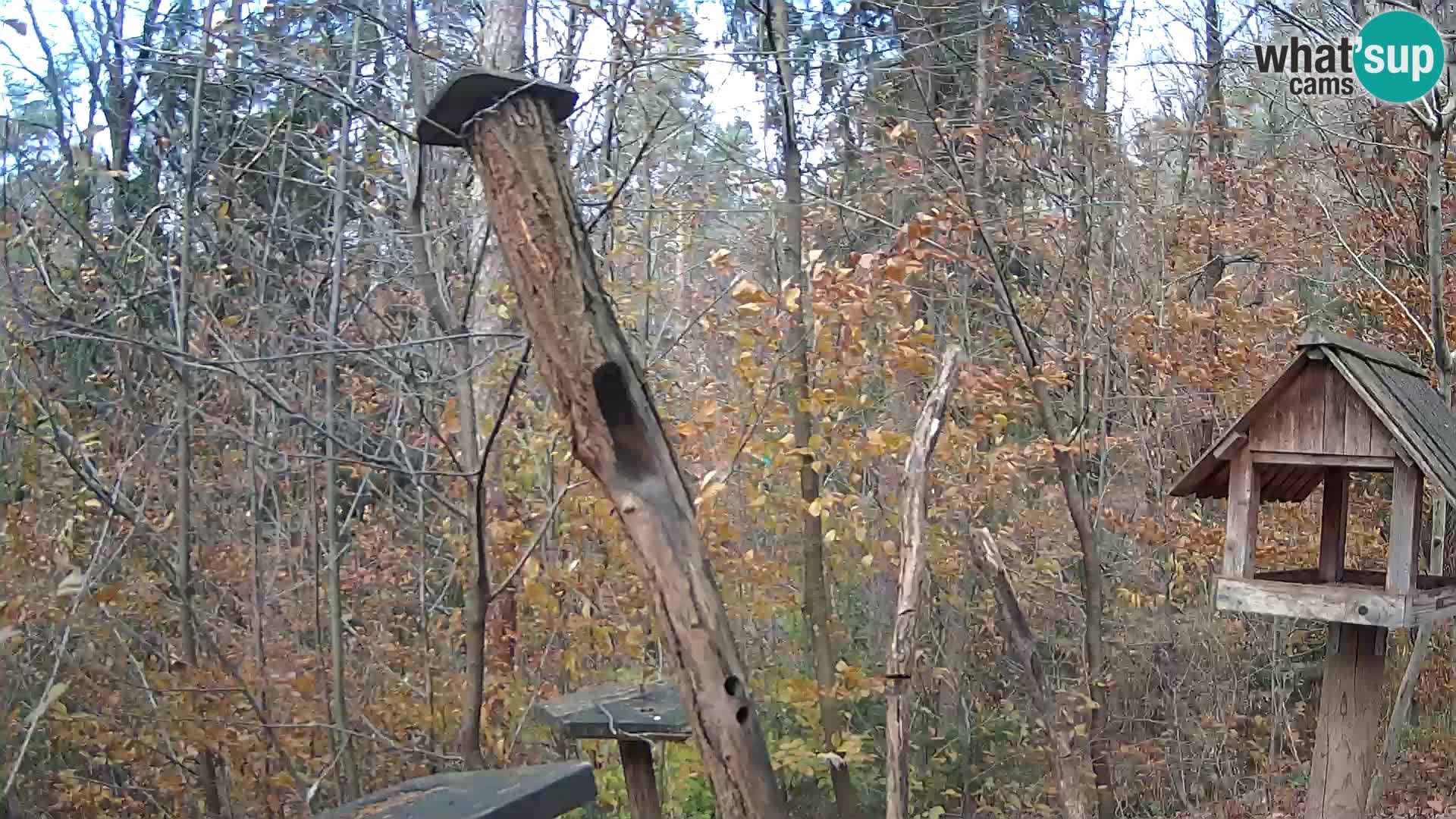 Mangiatoie per uccelli allo ZOO di Lubiana livecam