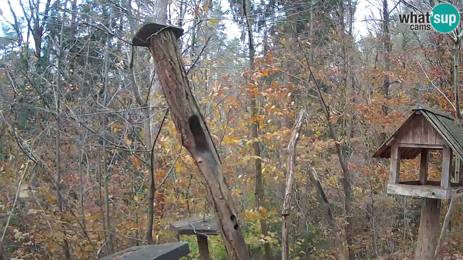 Comederos para pájaros en ZOO Ljubljana camera en vivo